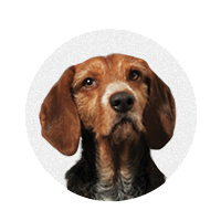 Caruso bio photo